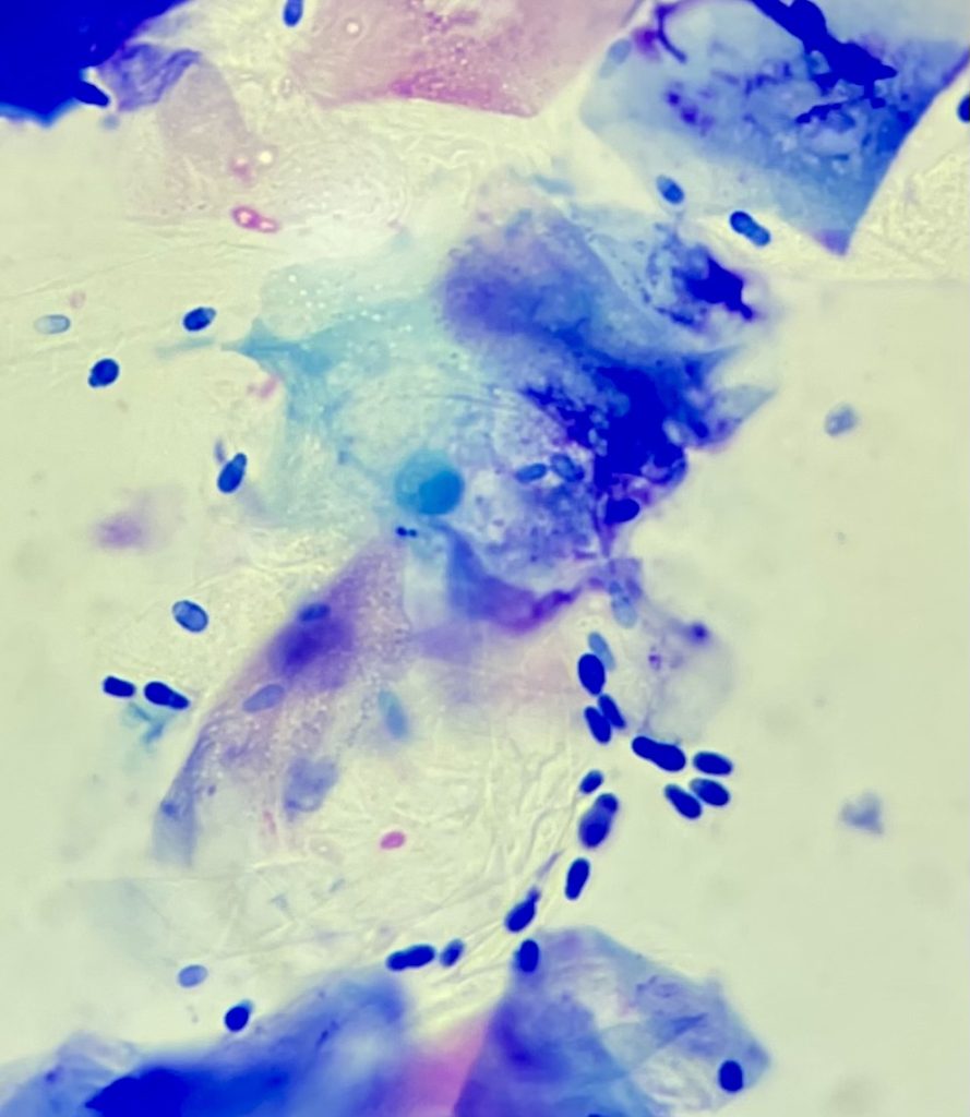 Dermatology – anal glands, ears, allergies