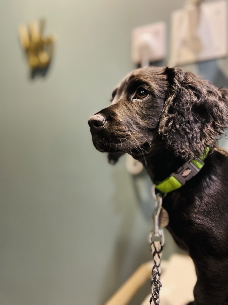 Vaccinations and annual health check